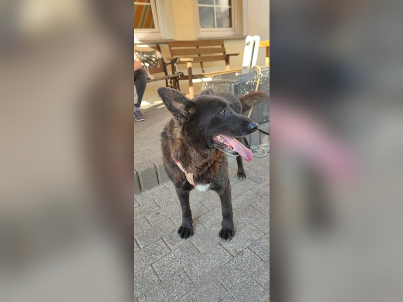 Raven - lieber Anfängerhund in Deutschland