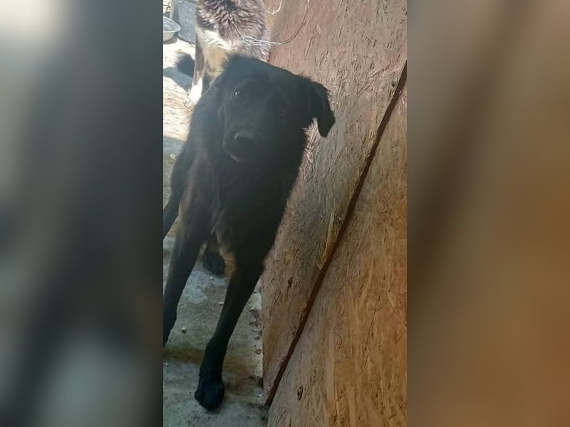 Nino - sucht Hundeflüsterer