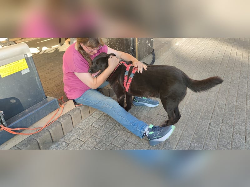 Raven - lieber Anfängerhund in Deutschland