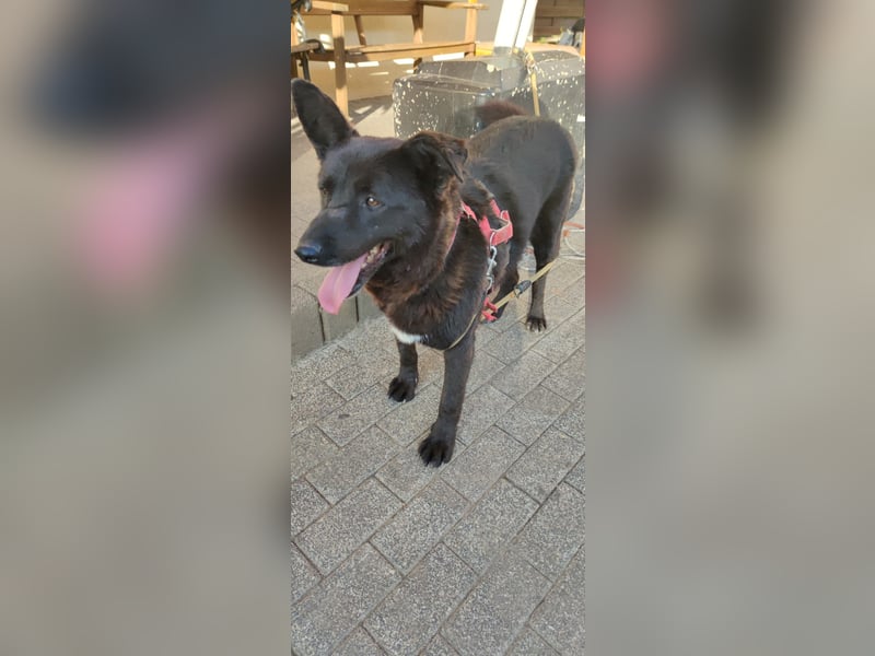Raven - lieber Anfängerhund in Deutschland