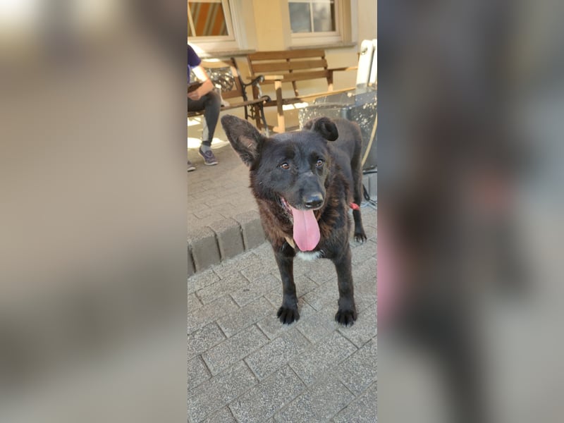 Raven - lieber Anfängerhund in Deutschland
