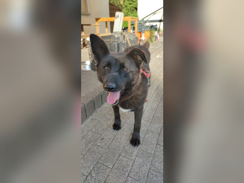 Raven - lieber Anfängerhund in Deutschland