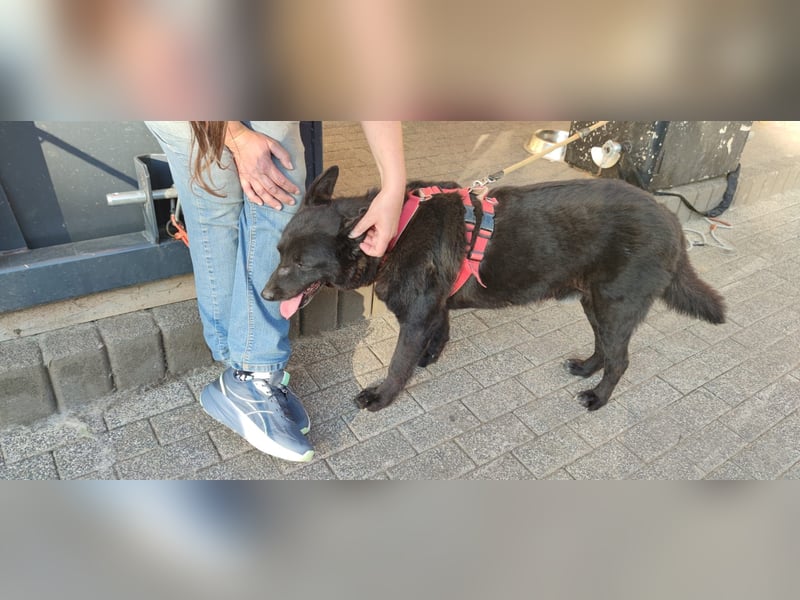Raven - lieber Anfängerhund in Deutschland