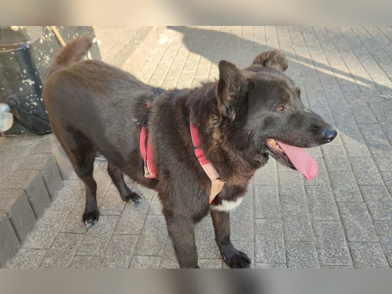 Raven - lieber Anfängerhund in Deutschland