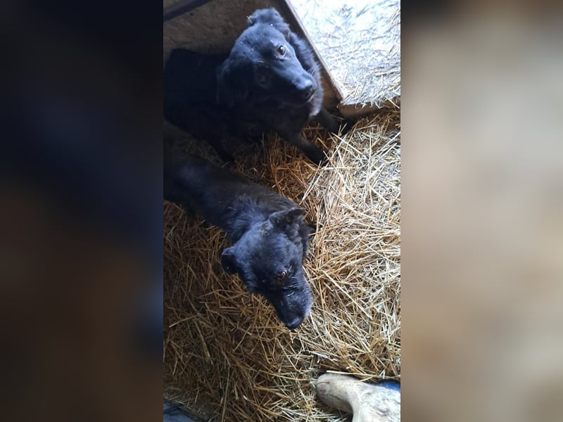 Nino - sucht Hundeflüsterer