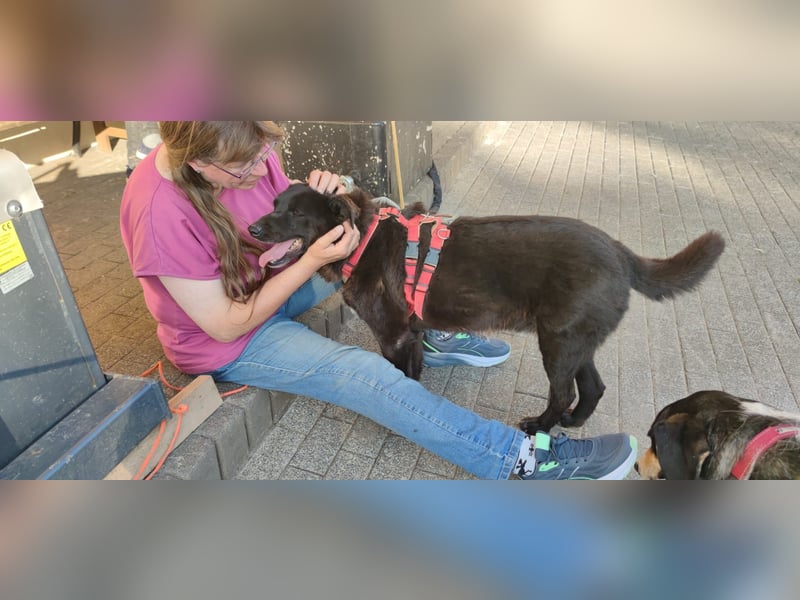 Raven - lieber Anfängerhund in Deutschland