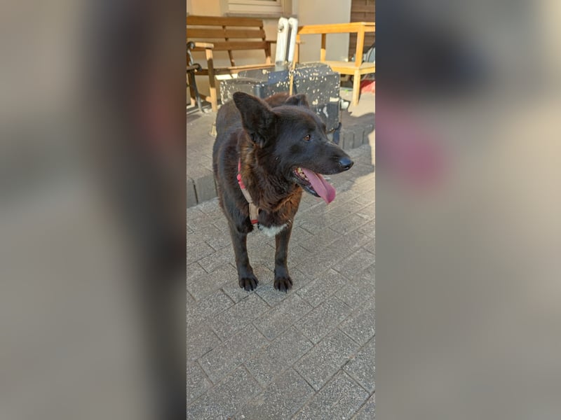 Raven - lieber Anfängerhund in Deutschland