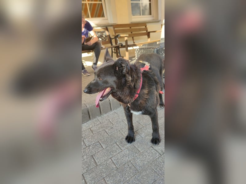 Raven - lieber Anfängerhund in Deutschland
