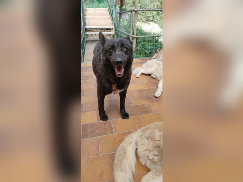 Raven - lieber Anfängerhund in Deutschland