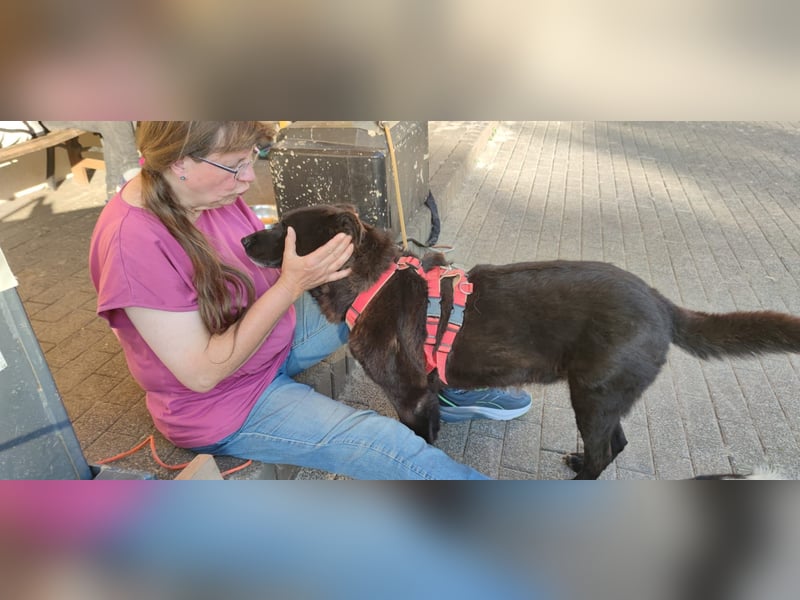 Raven - lieber Anfängerhund in Deutschland