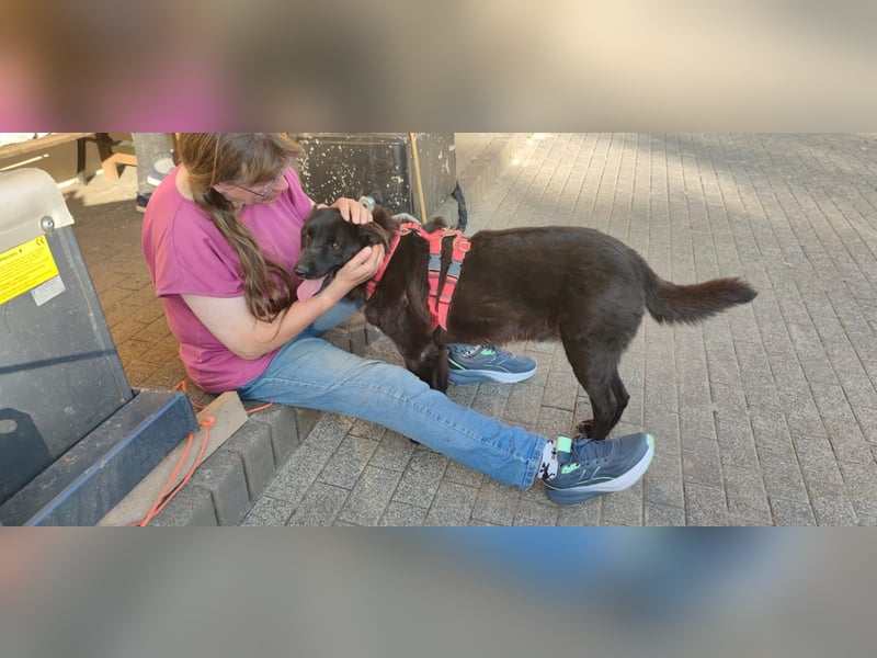 Raven - lieber Anfängerhund in Deutschland