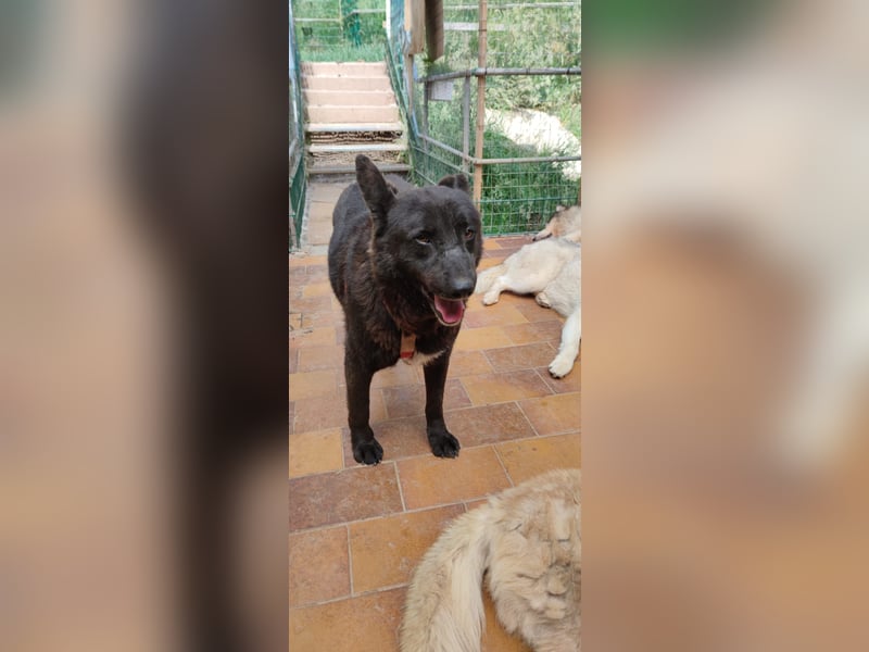 Raven - lieber Anfängerhund in Deutschland