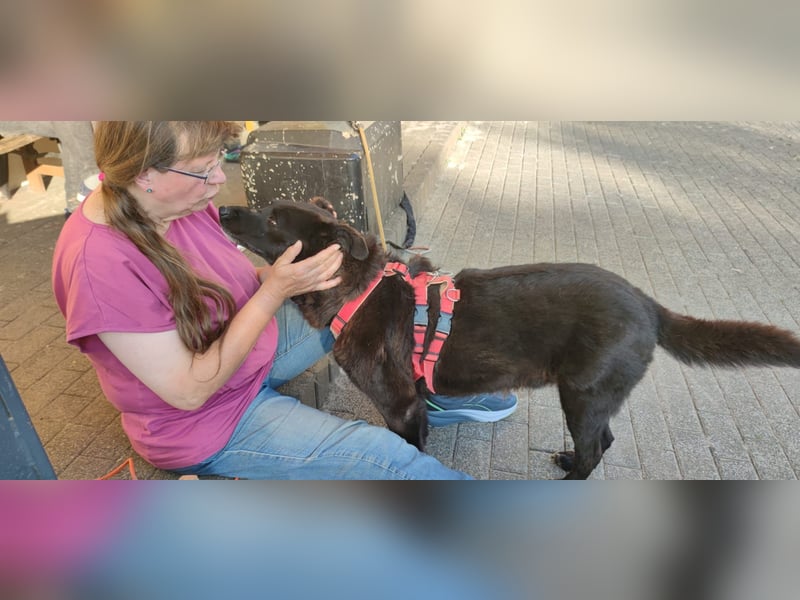 Raven - lieber Anfängerhund in Deutschland