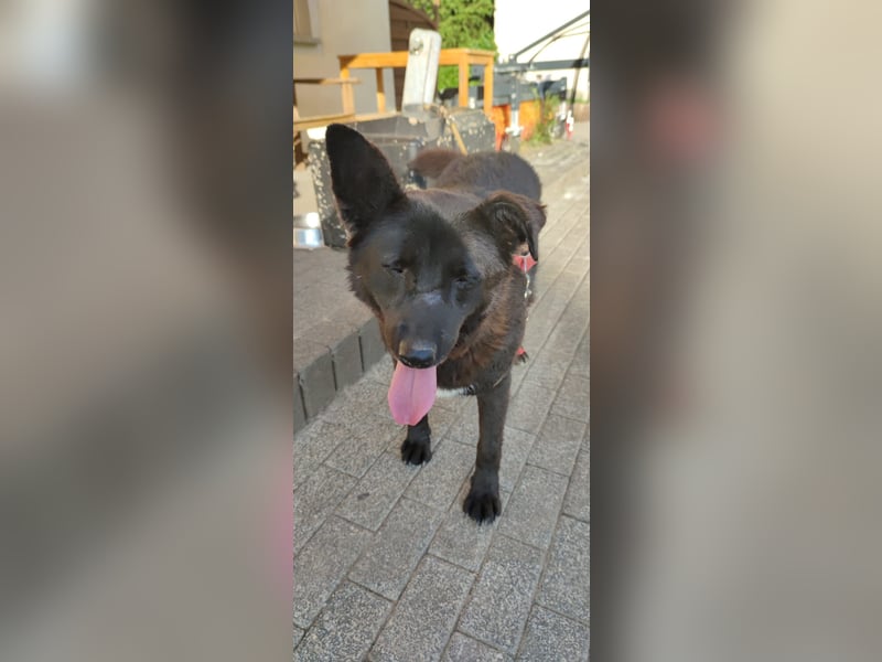 Raven - lieber Anfängerhund in Deutschland