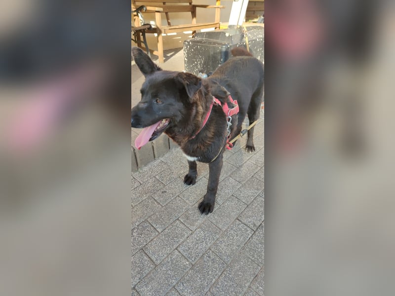 Raven - lieber Anfängerhund in Deutschland