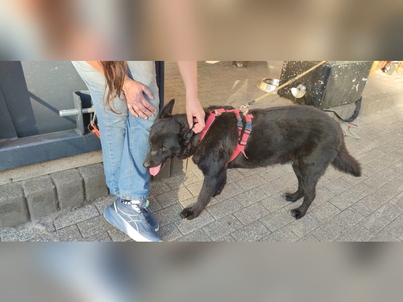 Raven - lieber Anfängerhund in Deutschland