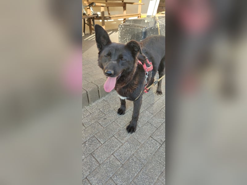 Raven - lieber Anfängerhund in Deutschland