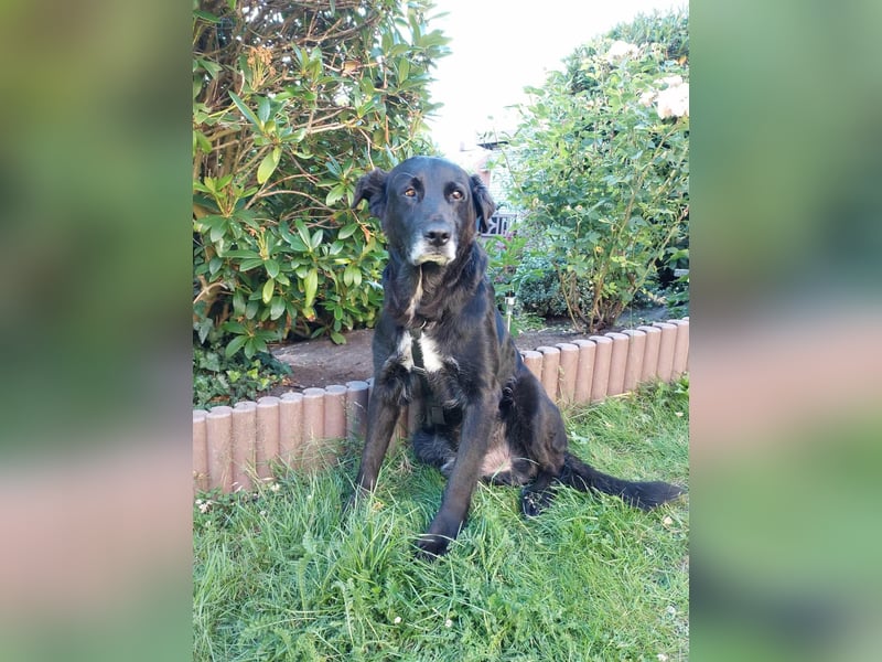 VERSCHMUSTER BRUTUS