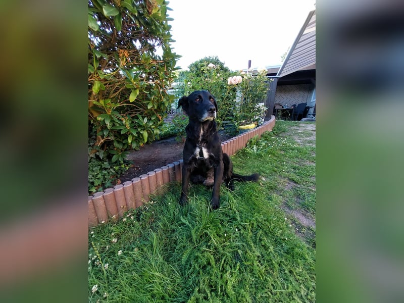 VERSCHMUSTER BRUTUS
