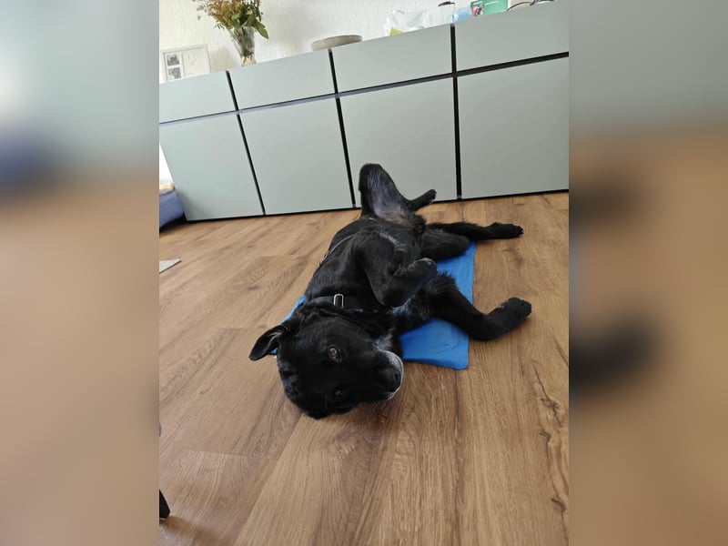 VERSCHMUSTER BRUTUS