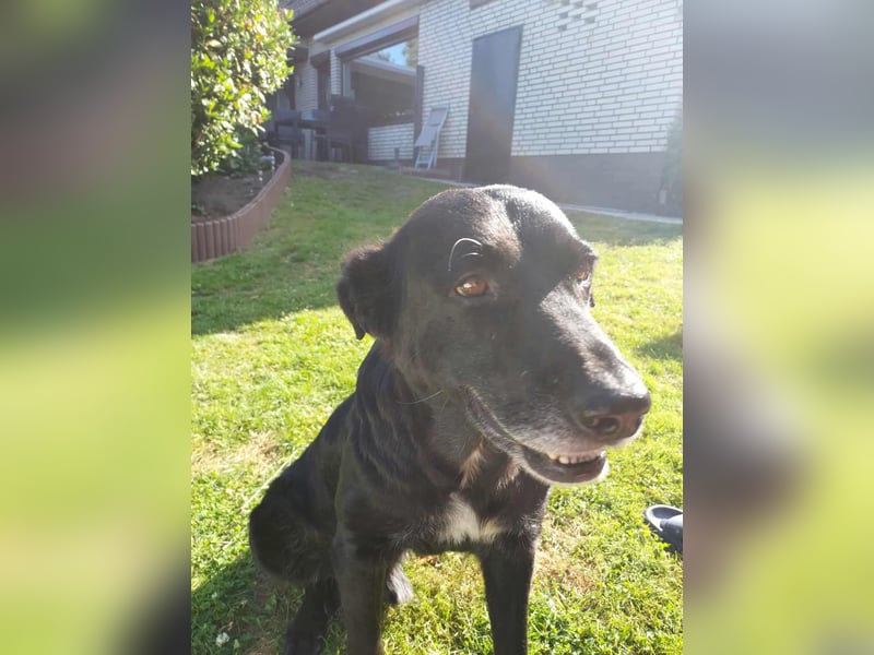 VERSCHMUSTER BRUTUS
