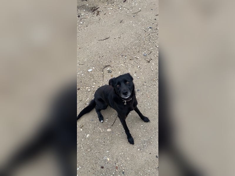 Hütehund/Jagdhund Mix