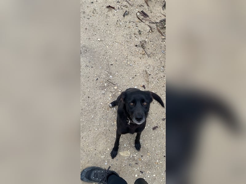 Hütehund/Jagdhund Mix