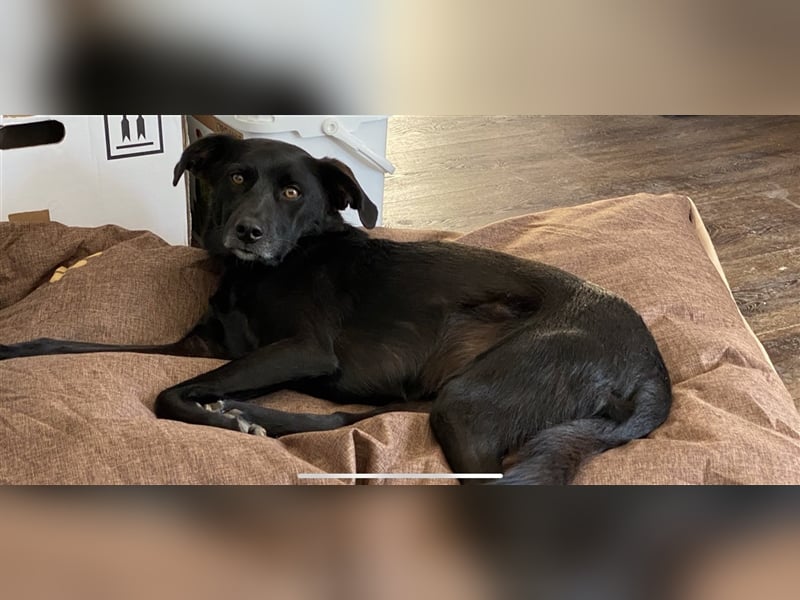 Hütehund/Jagdhund Mix