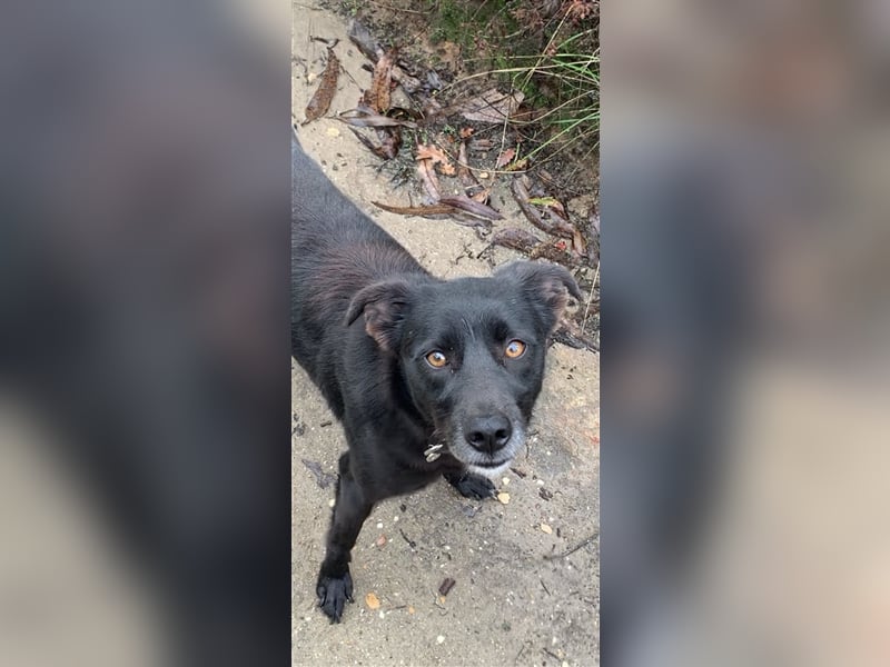 Hütehund/Jagdhund Mix