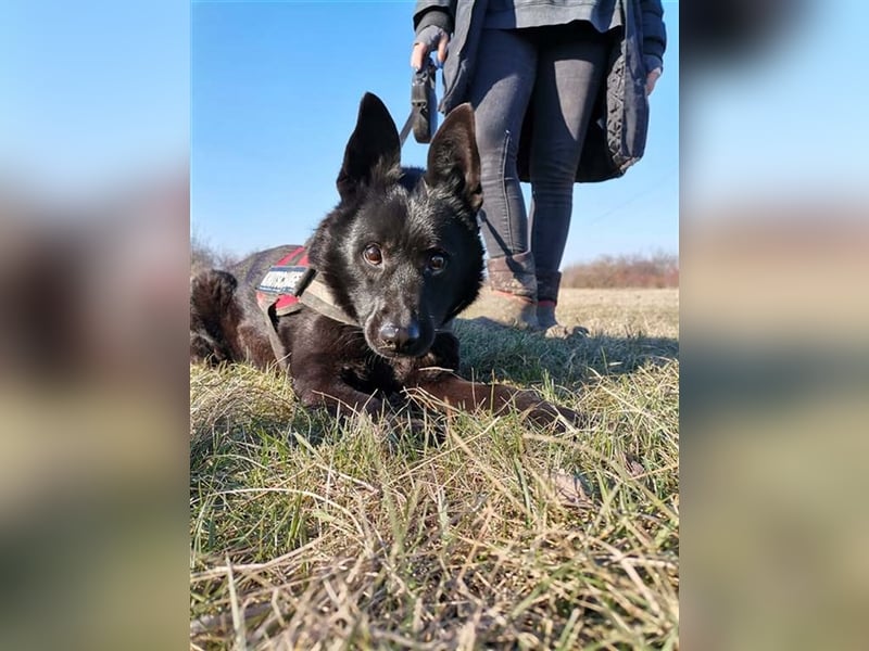 BENCE, freundlicher und schlauer Hundemann