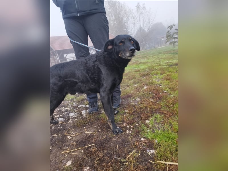 Menschenbezogener Janko würde gerne ein richtiger Familienhund werden.
