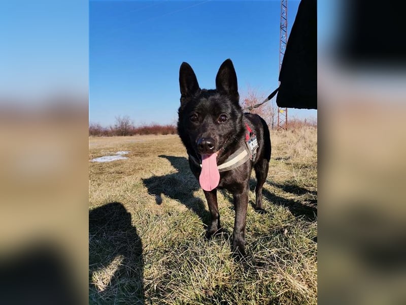 BENCE, freundlicher und schlauer Hundemann