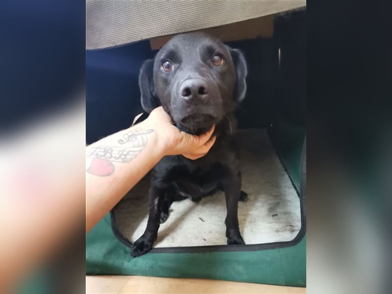 Bosco, Lakritznase sucht Körbchen