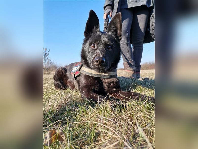 BENCE, freundlicher und schlauer Hundemann