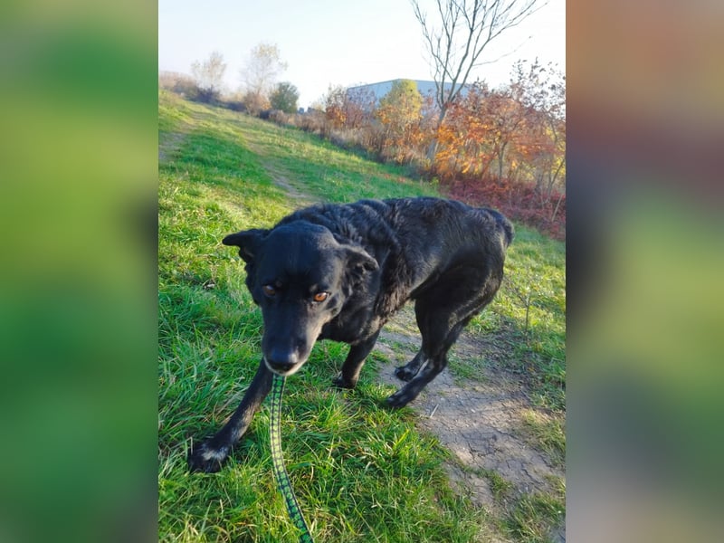 Menschenbezogener Janko würde gerne ein richtiger Familienhund werden.