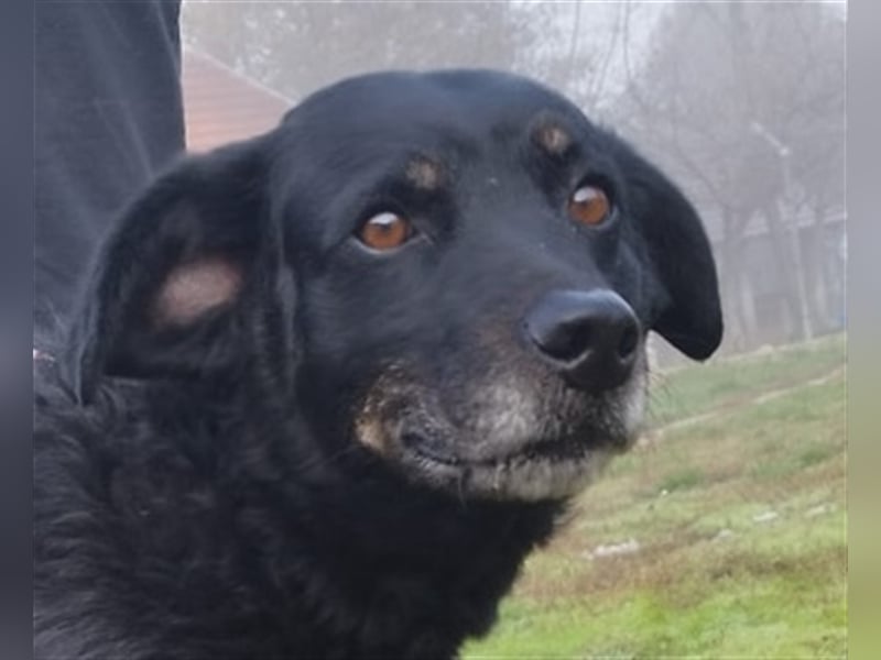 Menschenbezogener Janko würde gerne ein richtiger Familienhund werden.