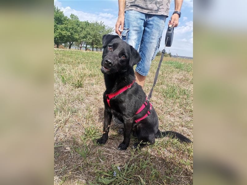 Bosco, Lakritznase sucht Körbchen