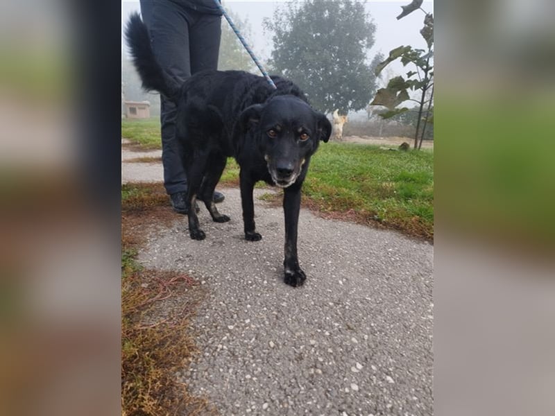 Menschenbezogener Janko würde gerne ein richtiger Familienhund werden.