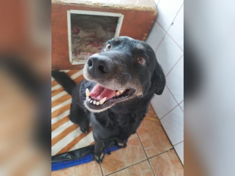 Menschenbezogener Janko würde gerne ein richtiger Familienhund werden.