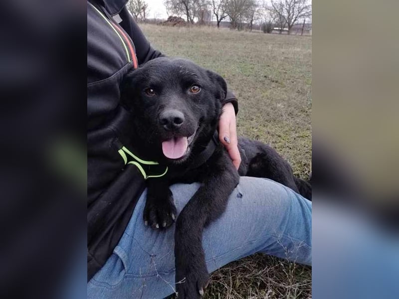 Boomer, hübsche Lakritznase sucht Für-immer-Zuhause