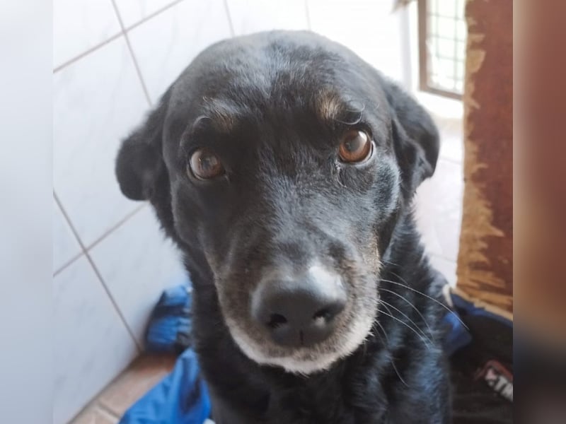 Menschenbezogener Janko würde gerne ein richtiger Familienhund werden.