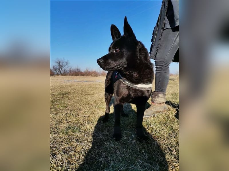 BENCE, freundlicher und schlauer Hundemann
