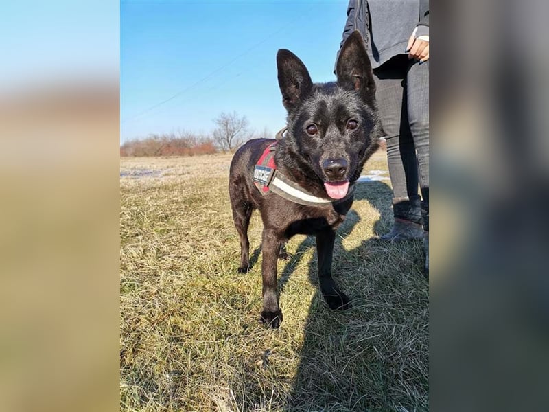 BENCE, freundlicher und schlauer Hundemann