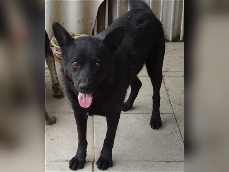 BENCE, freundlicher und schlauer Hundemann