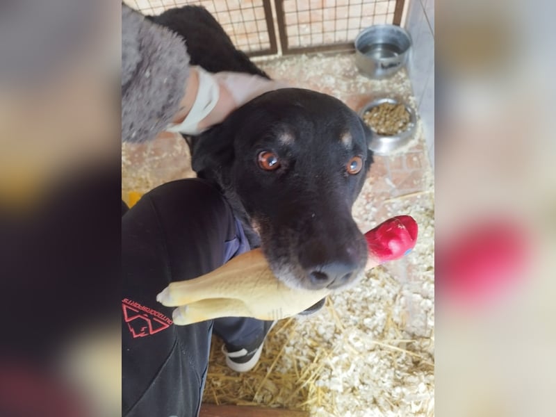 Menschenbezogener Janko würde gerne ein richtiger Familienhund werden.