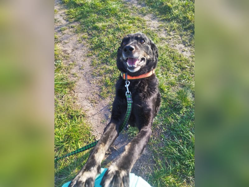 Menschenbezogener Janko würde gerne ein richtiger Familienhund werden.