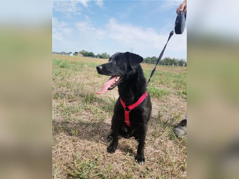 Bosco, Lakritznase sucht Körbchen