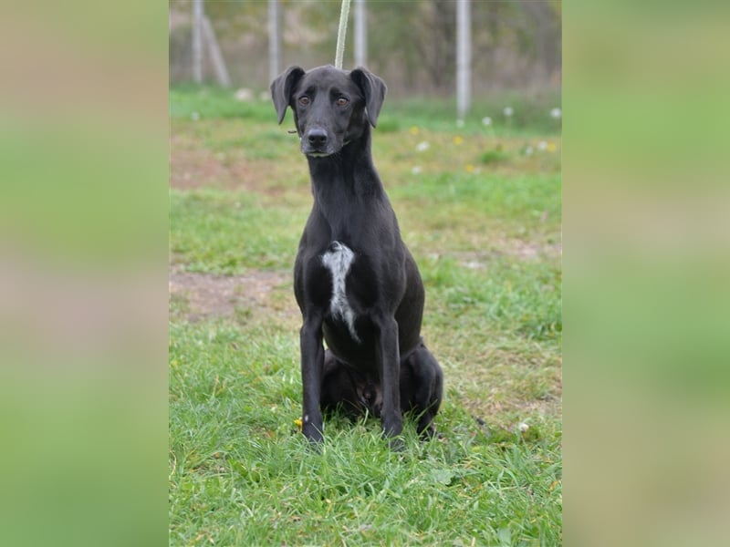 Hablaty , ein schwarze Schönheit, wartet sehnsüchtig auf seine Familie !