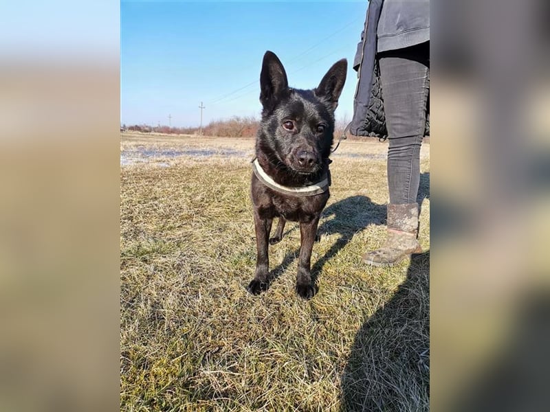 BENCE, freundlicher und schlauer Hundemann