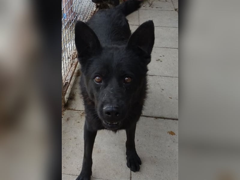 BENCE, freundlicher und schlauer Hundemann
